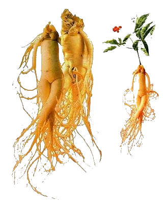 korea Ginseng Info